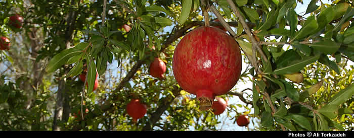 Pomegranate trees, Khosrojerd village, near Sabzevar, NE Iran.