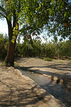 Pomegranate trees, Khosrojerd village, near Sabzevar, NE Iran.