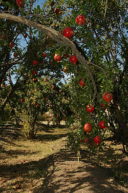 Pomegranate trees, Khosrojerd village, near Sabzevar, NE Iran.